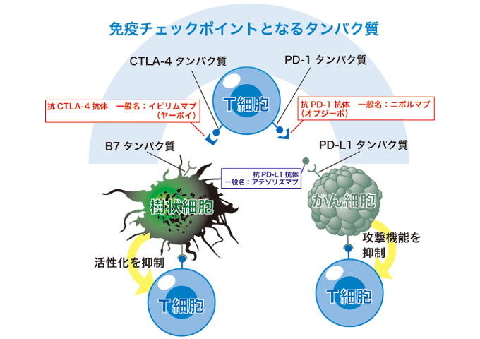 免疫 チェック ポイント 阻害 剤