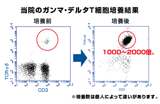 ガンマデルタT細胞療法の培養