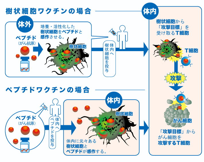 樹状細胞ワクチンとペプチドワクチンの違い