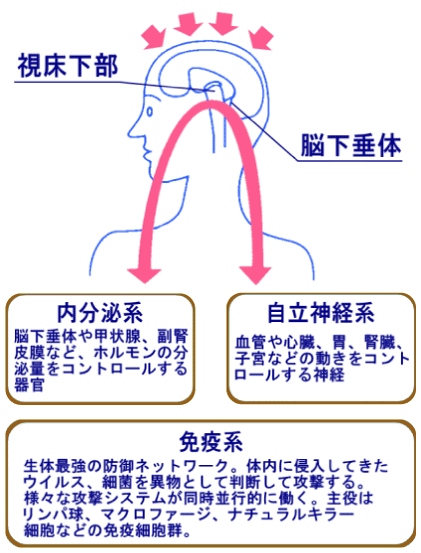 心と免疫の関係イメージ