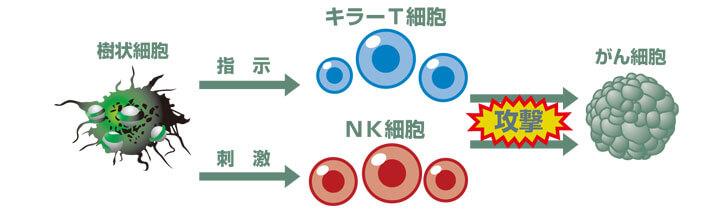 新樹状細胞ワクチン治療の併用