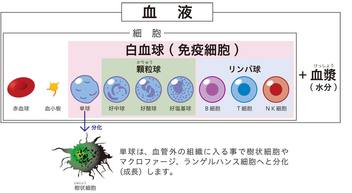 免疫細胞とは 免疫療法 がん治療専門の内藤メディカルクリニック