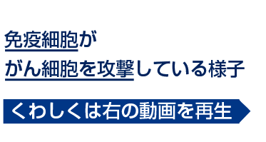 当院の培養した免疫細胞が、がん細胞を消滅させています。