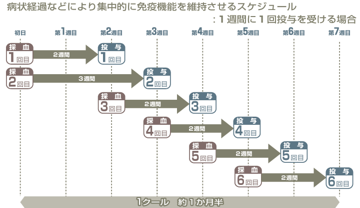 集中的な活性NH細胞治療の治療スケジュール