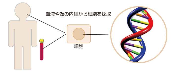 遺伝子検査はDNAを調べる検査