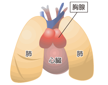 胸腺